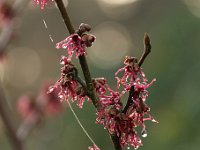 Hamamelis Amethyst 2016 01 23 9031
